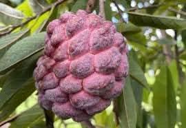 Custard Apple Fruit Tropical For Backyard Fruit Seeds