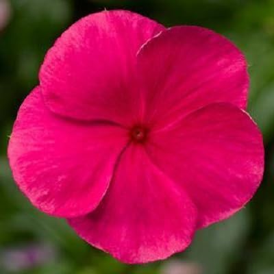 Periwinkle Flower Seeds
