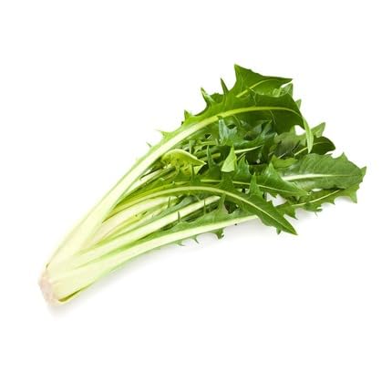 Green Catalogna vegetable seeds for Home Gardening, Premium Kitchen Garden Planting for kitchen garden planting