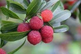 Bayberry Fruit Cultivating Aromatic Berry Like Fruits For Fruit Seeds