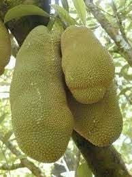 Jackfruit Growing Sweet Nutritious Tropical Fruits For Kitchen Fruit Seeds