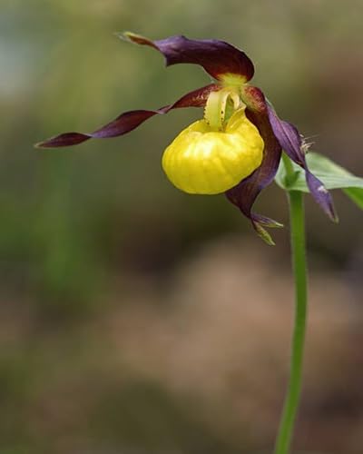 Yellow Lady Slipper Flower Seeds