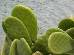Opuntia Plant For Adding Hardy And Drought Resistant Plants To Your Fruit Seeds
