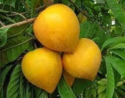 Campechiana Fruit For Growing Rare And Delicious Tropical Fruits For Sustainable Fruit Seeds