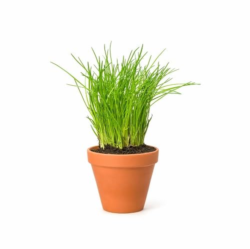 Green Chives Vegetables Seeds vegetable seeds - Heirloom, Organic, Non Gmo Garden Seeds for kitchen garden planting