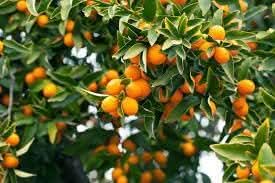 kumquat fruit for cultivation Fruit seeds