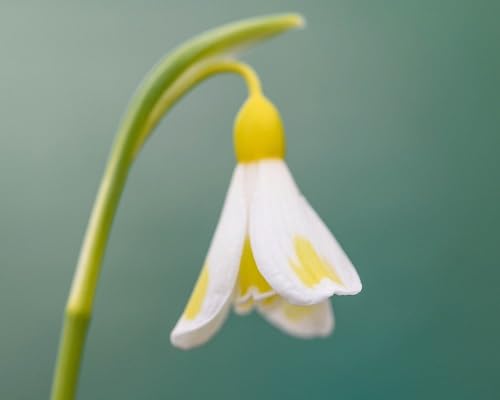 White Galantus Flower Seeds