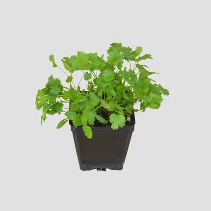 Green Cilantro Plant Seeds herb seeds - kitchen garden, terrace planting garden seeds