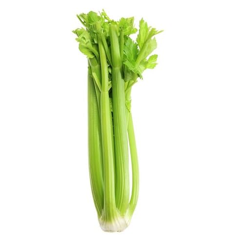Green Celery vegetable seeds for Home Gardening, Fast Growing Home Garden Variety Premium for kitchen garden planting