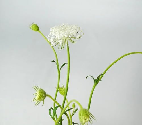White Trachymene Coerulea Flower Seeds
