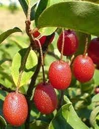 Goumi Berry Fruit Cultivating Unique Hardy Berries For Home Fruit Seeds