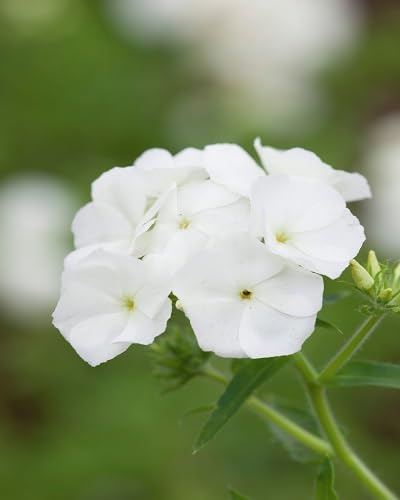 White Phlox Flower Seeds