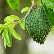 Soursop Fruit And Cultivating The Tropical Nutrient Rich Delight Fruit Seeds