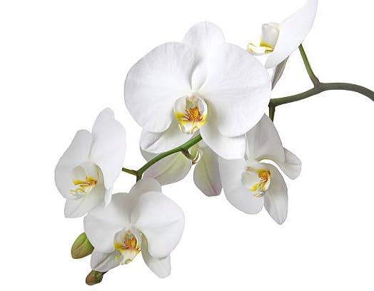 White Phalaenopsis Flower Seeds
