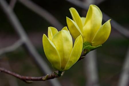 Yellow Magnolia Flower Seeds