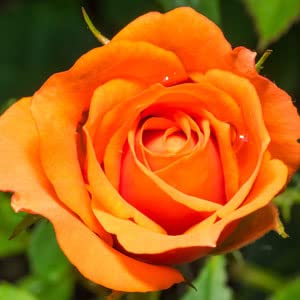 Grafted English Rare Orange Rose Flower Seeds for Planting - Heirloom & Non-GMO Organic Garden Seeds
