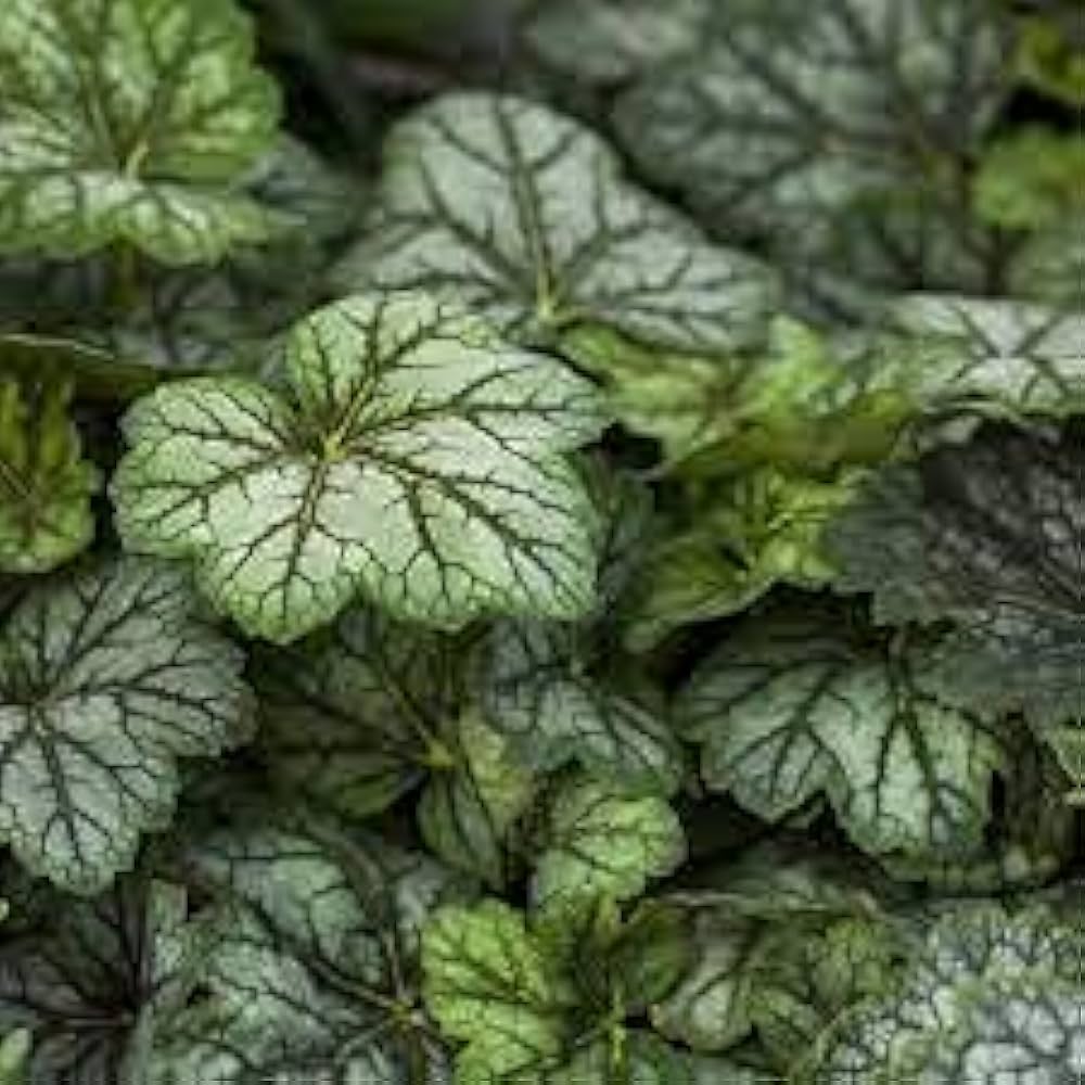 Heuchera Color Marmo Argento Flower