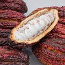 Cacao Fruit Grow Your Own Chocolate Tree For Kitchen Sowing Natural Germination Fruit Seeds