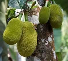 Bread Fruit Grow Nutritious And Tasty In Your Fruit Seeds