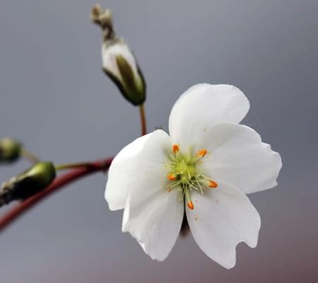 Dichotoma Flower Seeds
