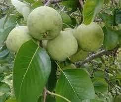 Sand Pear Fruit Sweet And Juicy Variety Backyard For Home Fruit Seeds