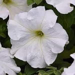Petunia Flower Seeds