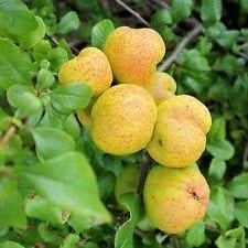 new fresh yellow cydonia pome fruit aromatic fragrant quinces to grow at home Fruit seeds