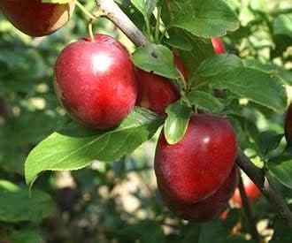 Cherry Plum Fruit Sweet And Juicy Ideal Home Gardens Fruit Seeds