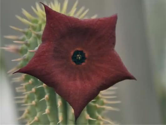 Red Hoodia Ibrida Flower Seeds