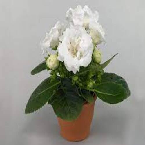 white gloxinia flower seeds