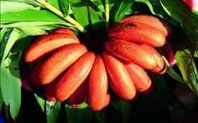 Banana Fruit Red Variety Exotic Tropical Gardens For Fruit Seeds