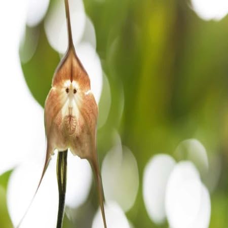 Monkey Face Orchid Flower Seeds