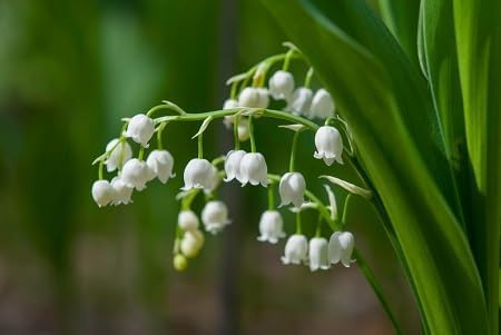 Lily The Valley Flower Seeds