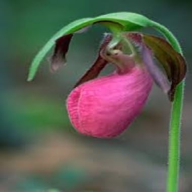 Pink Lady Slipper Flower Seeds