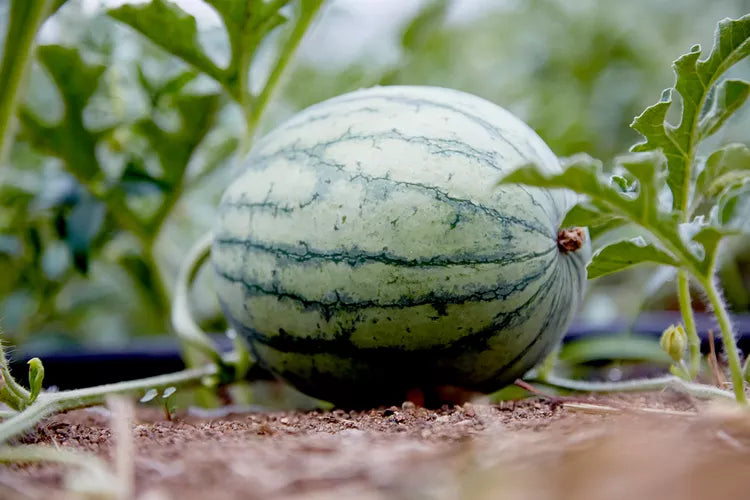 Japanese White Watermelon Vibrant Juicy Fruit Seeds