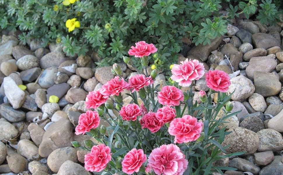 carnation dianthus caryophyllus great flower bed Fruit