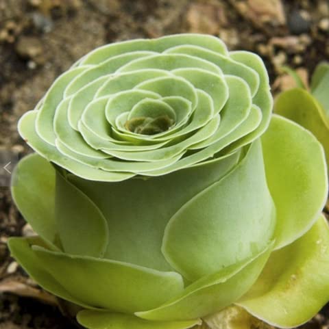 Green Greenovia Flower Seeds
