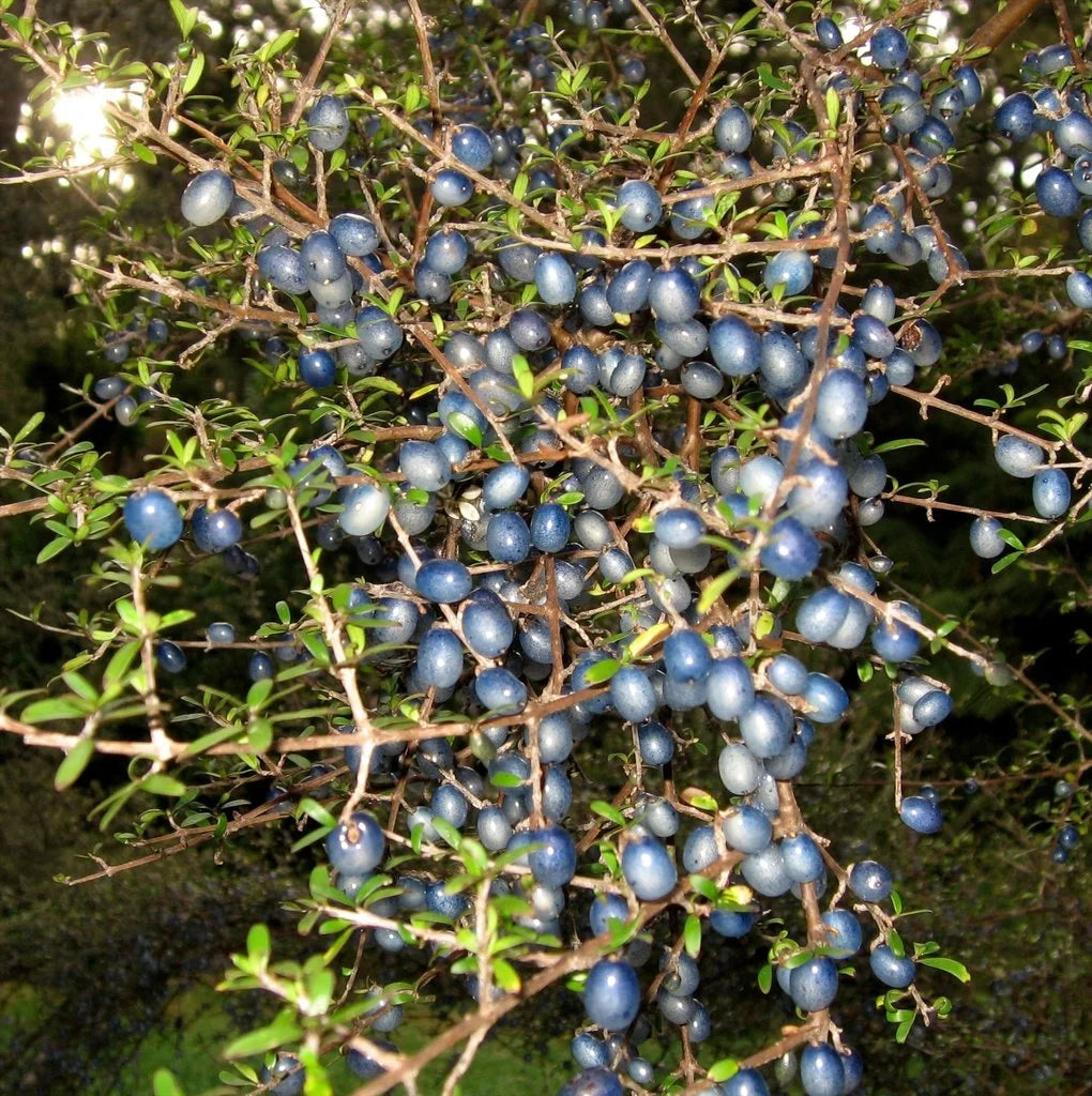 Coprosma Propingua Ornamental Edible Fruits Fruit Seeds
