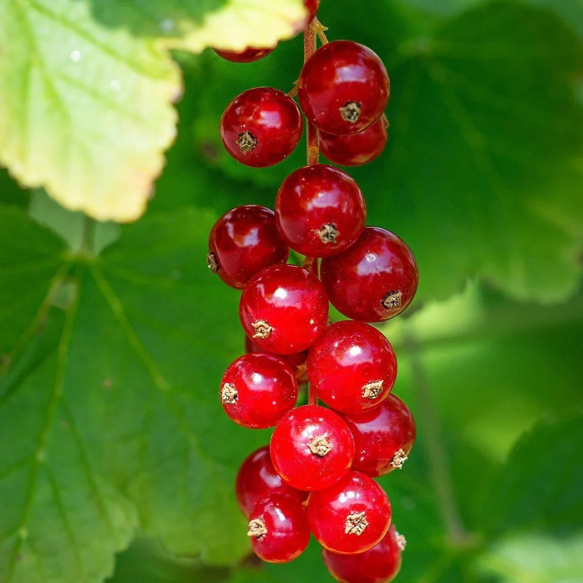 Edible Fruit Berries Flowers Cereum Perfect Aromatic And Fruit Seeds