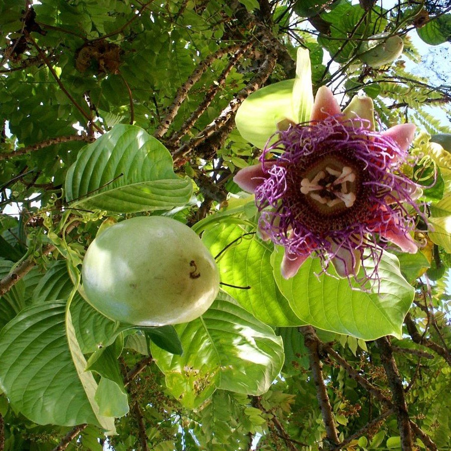 Giant Passiflora Granadilla Fruit Cultivate An Unusual And Sweet Fruit Seeds