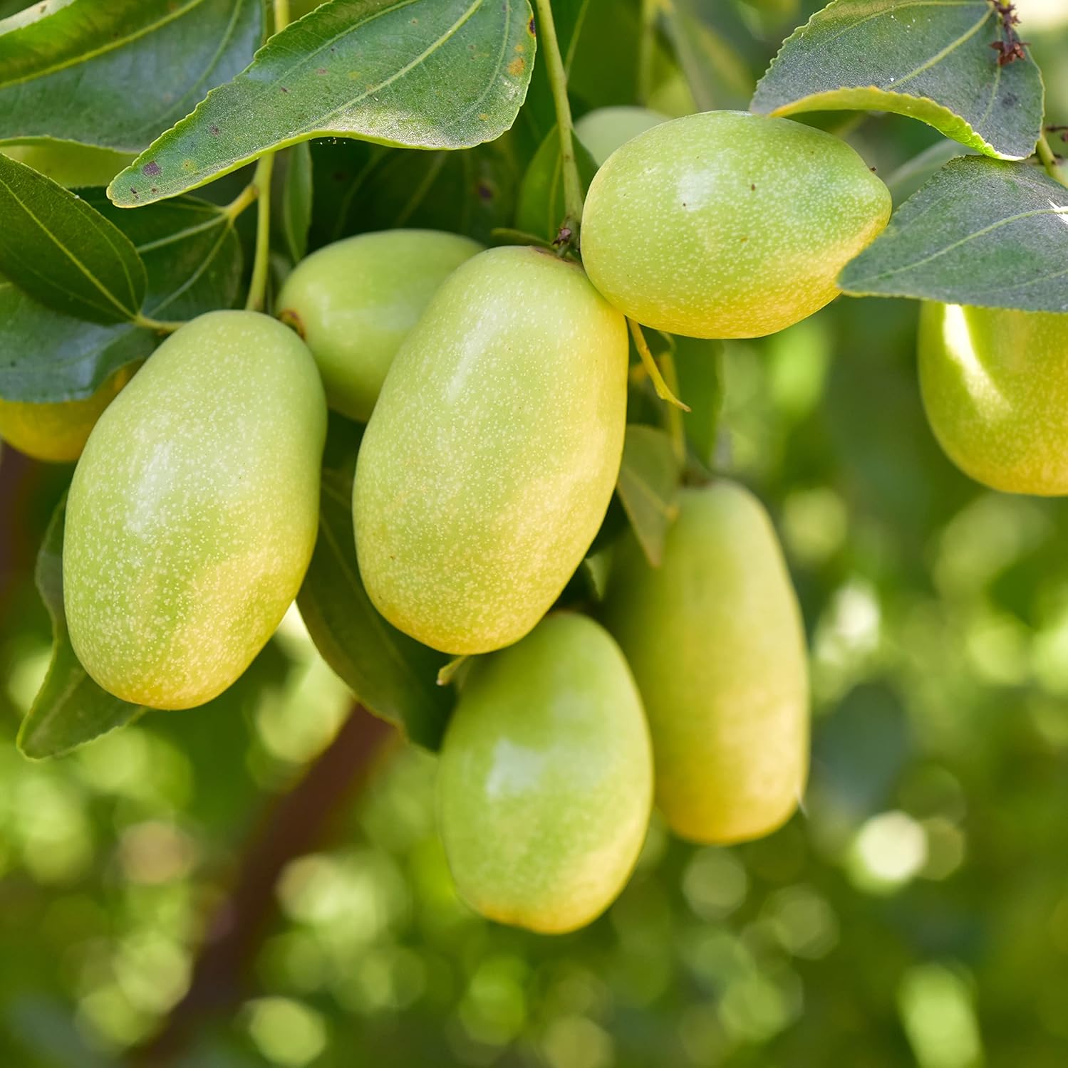 Jojoba Simmondsia Fruit Nutritious And Hardy Plant Fruit Seeds