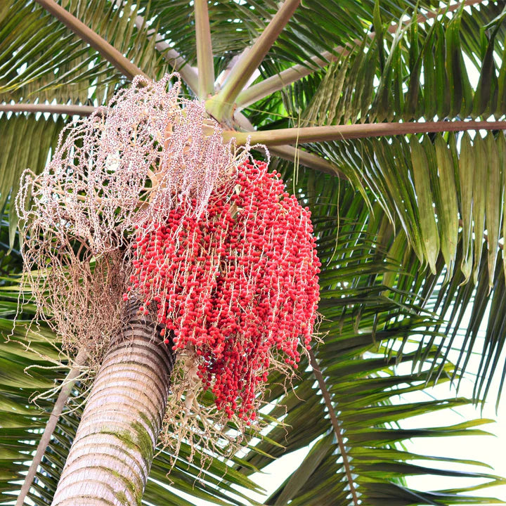 Green Piccabeen Plant Ideal An Exotic And Tree Fruit Seeds