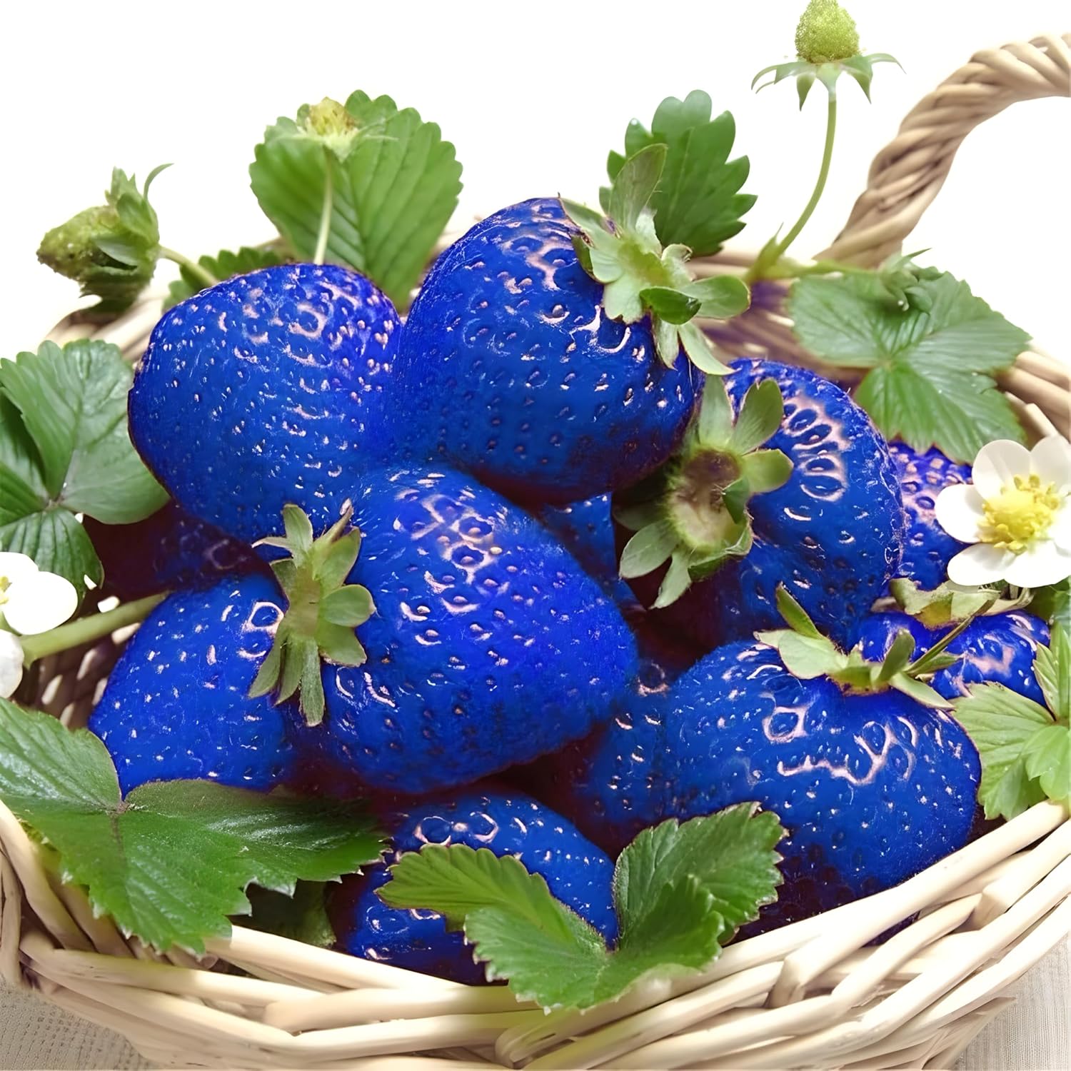 blue strawberry fruit for planting a Fruit Seeds