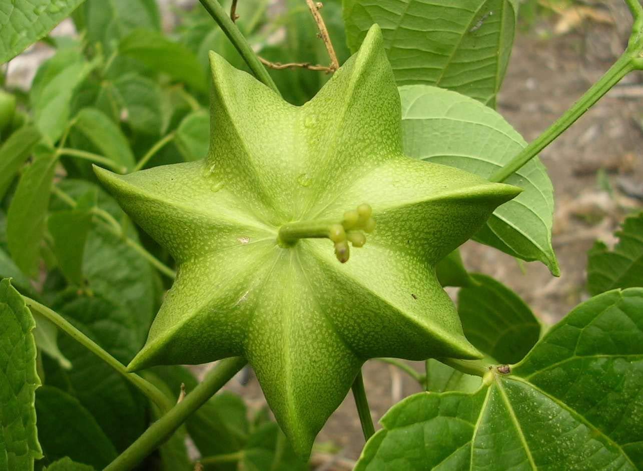 Plukenetia Plant Nutritious And Hardy Trees Fruit Seeds