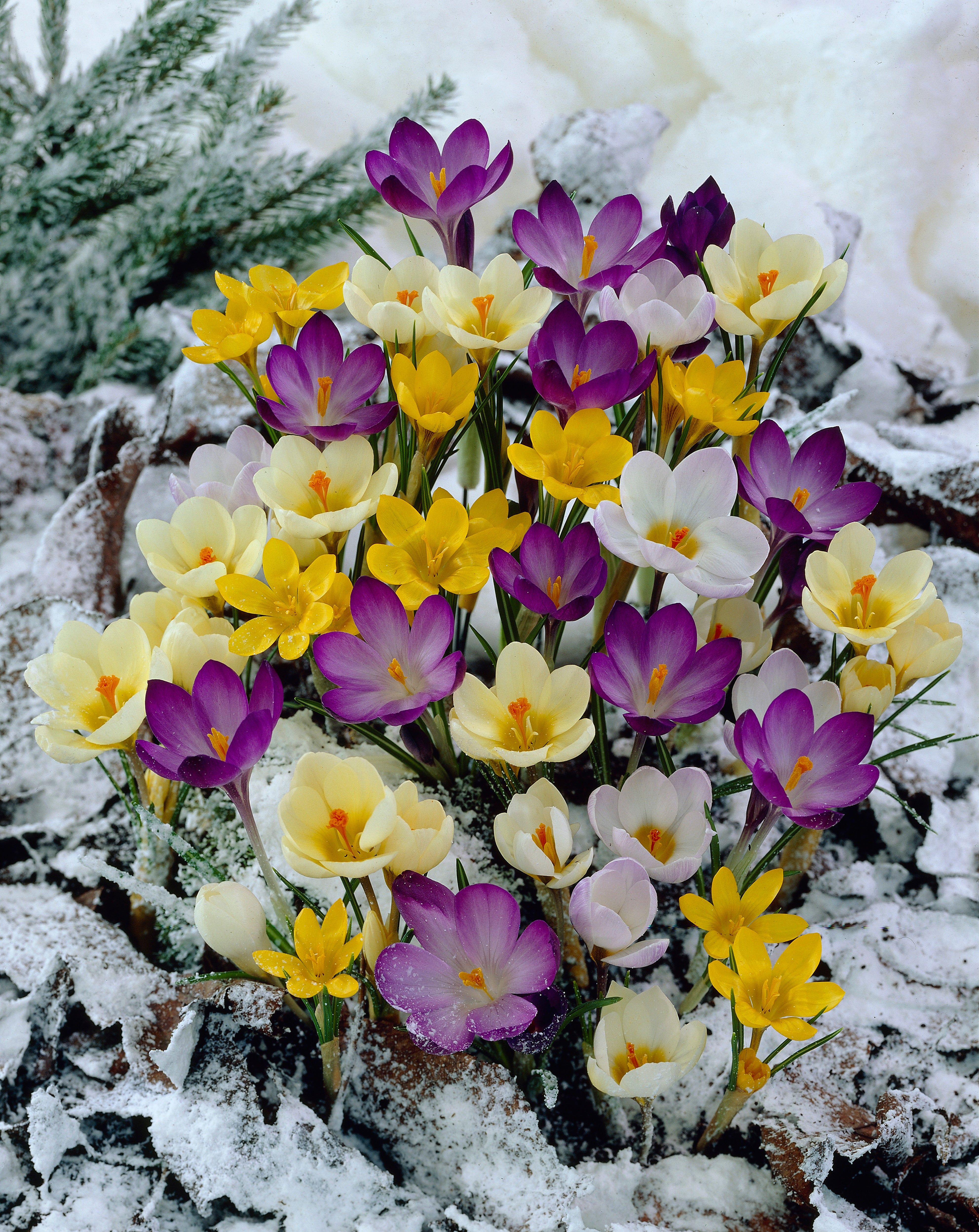 Mixed Saffron Flower Seeds - Heirloom Non GMO High Germination Garden Planting Seeds