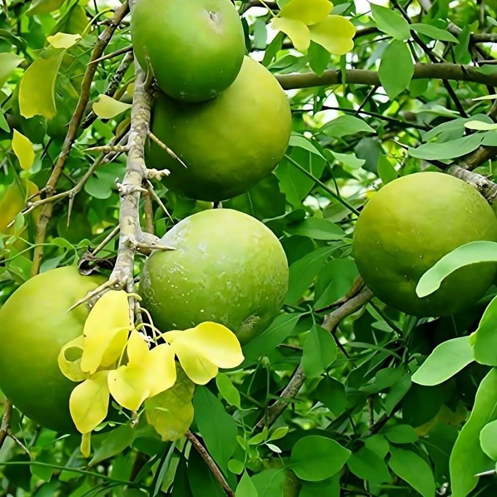 Marmelos Fruit And Aromatic Trees Fruit Seeds