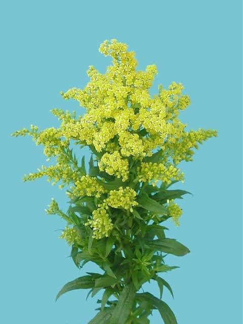 Yellow Solidago Flower Seeds