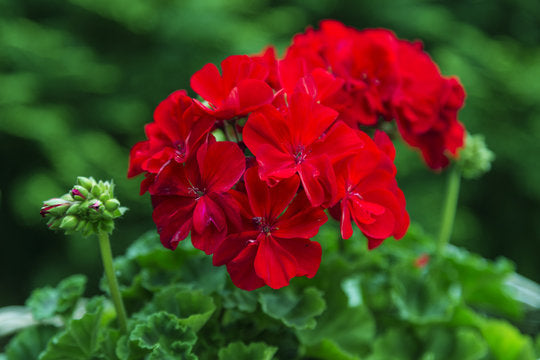 Red Geranium Flower Seeds – Rare Blooming Plants for Balcony and Patio Gardening