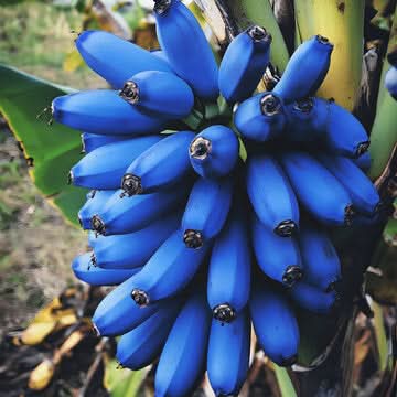 Banana Fruit Blue Variety Exotic Bananas In Your For Kitchen Fruit Seeds