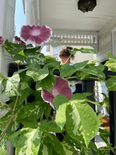 Chocolate Gloxinia Flower Seeds